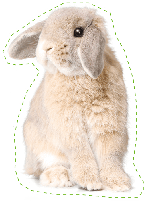 ウサギイメージ1