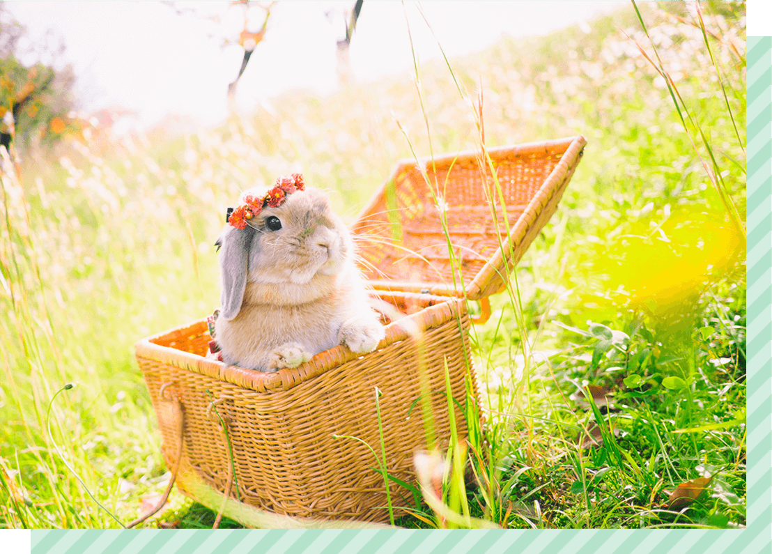 ウサギイメージ2