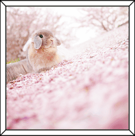 ウサギフレーム03