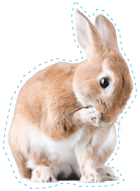 ウサギイメージ3