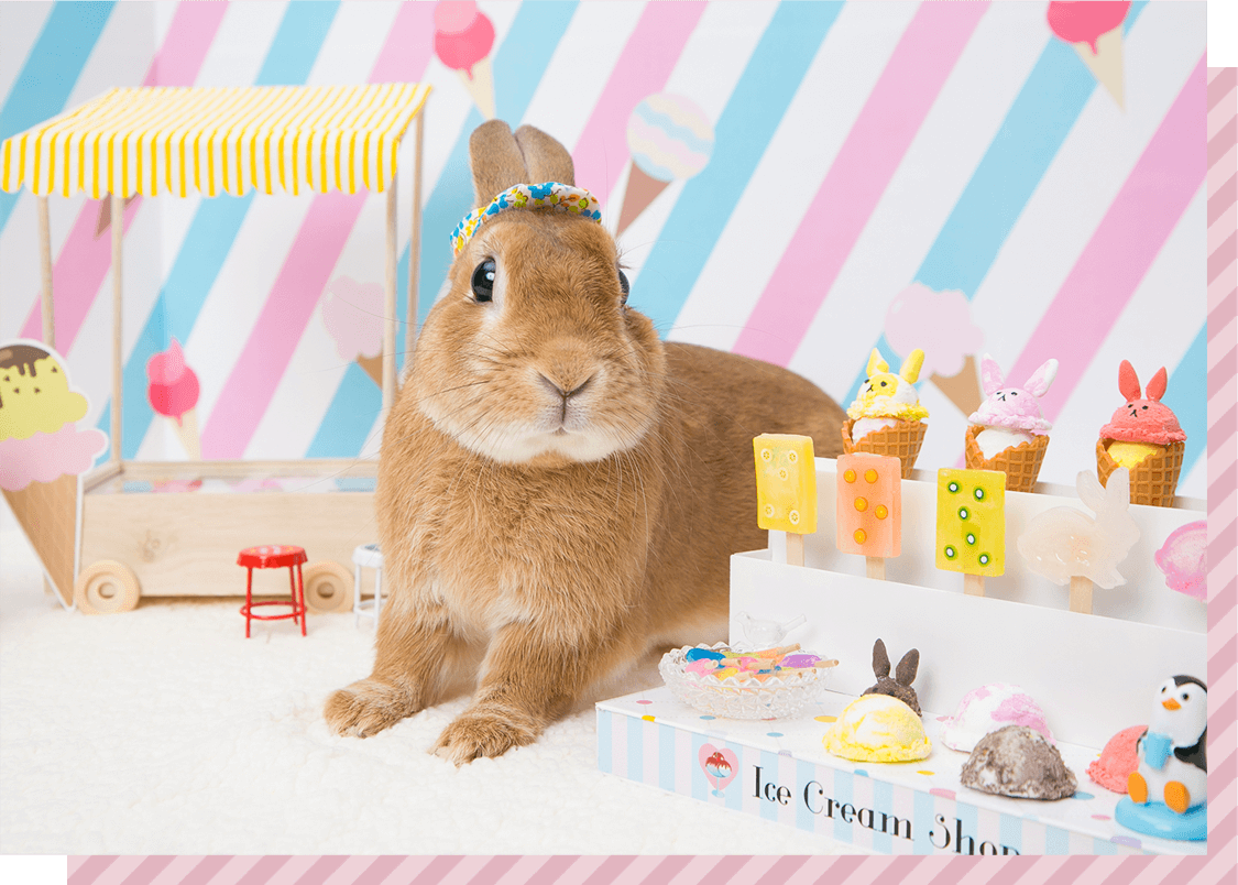 ウサギイメージ4