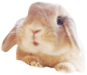 うさぎアイコン