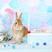 ジェリーフィッシュカフェ