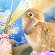 うさぎのお月見