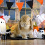 ちょっぴりホラーなハロウィン