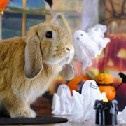 ちょっぴりホラーなハロウィン