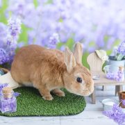 アロマなラベンダー畑