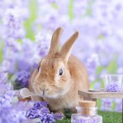 アロマなラベンダー畑