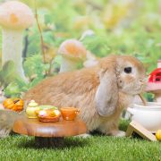 きのこの森のスープパーティー