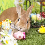 イースターフォレスト