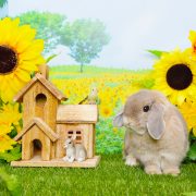 ひまわり畑の小さなおうち