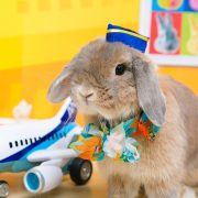 飛行機のレトロなお部屋