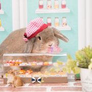 うさぎのスイーツショップ
