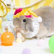 うさぎのサーカス団