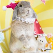 うさぎのサーカス団