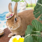 サマートリップ