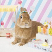 うさぎのアイスクリームショップ