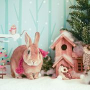 フクロウの住むスノーフォレスト