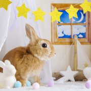 ロマンチックな星のお部屋