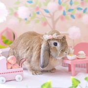 初夏のジューシーピーチハウス