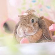 初夏のジューシーピーチハウス