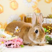 ハニーの秘密の小部屋