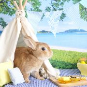 サマーバケーション