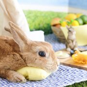 サマーバケーション