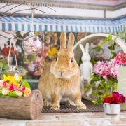 春の香りがするお花屋さん