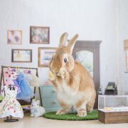 うさぎのブティックハウス