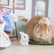 うさぎのブティックハウス