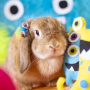 モンスターパーティー