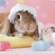 ひつじママのベビールーム