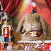 くるみ割り人形のクリスマスステージ