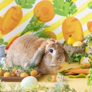 うさぎのキャロットガーデン