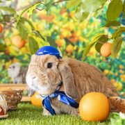 うさぎのバスガイドさんのみかん狩りツアー